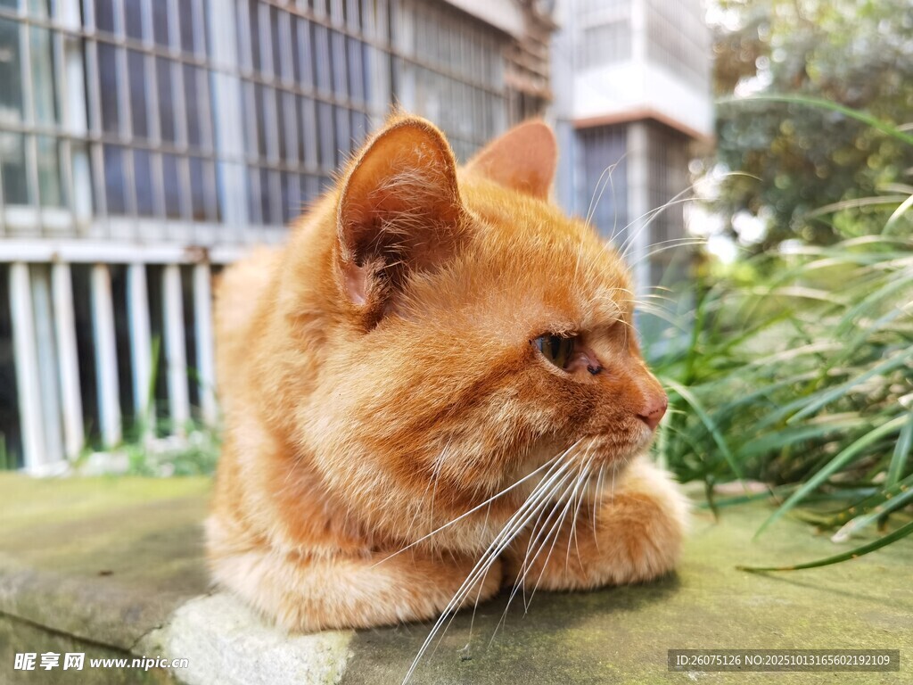 橘猫趴坐于户外石台上