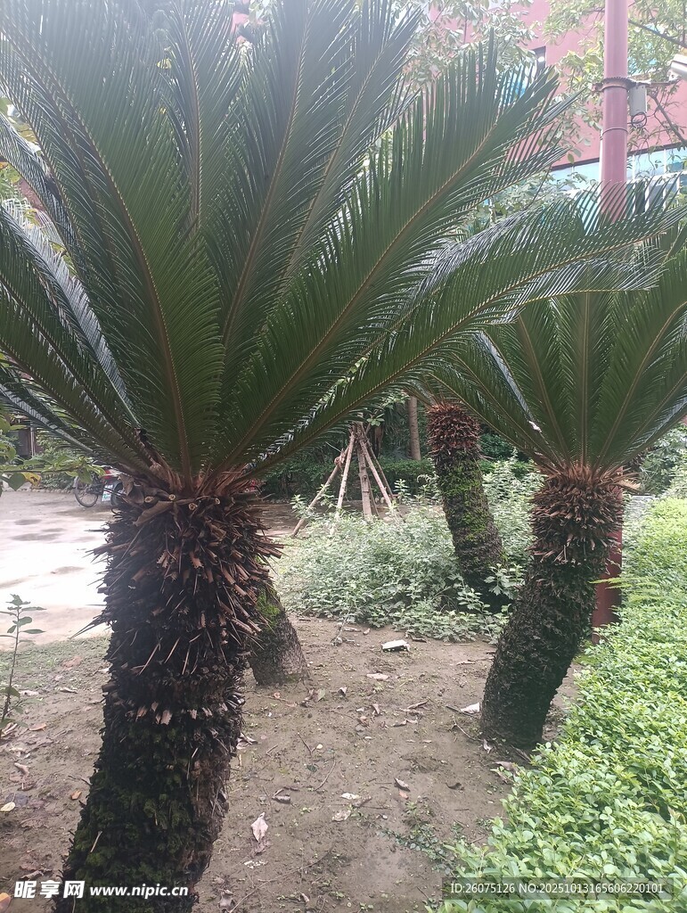 户外成排的铁树景观