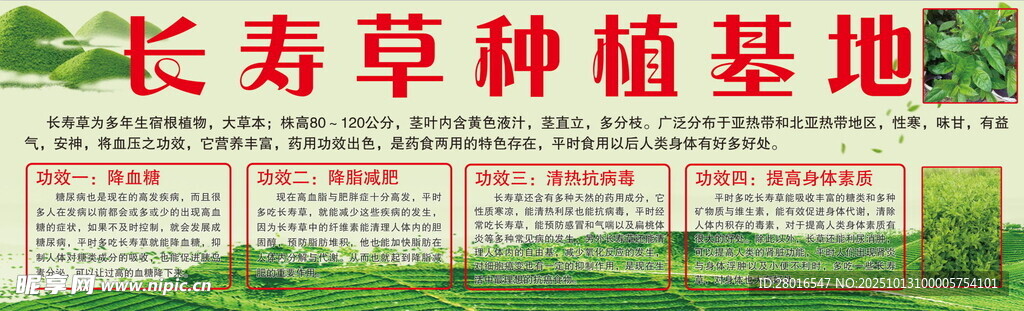 长寿草种植基地展示