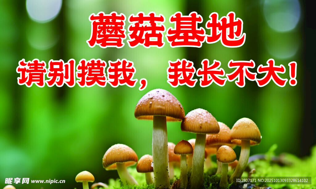 蘑菇基地