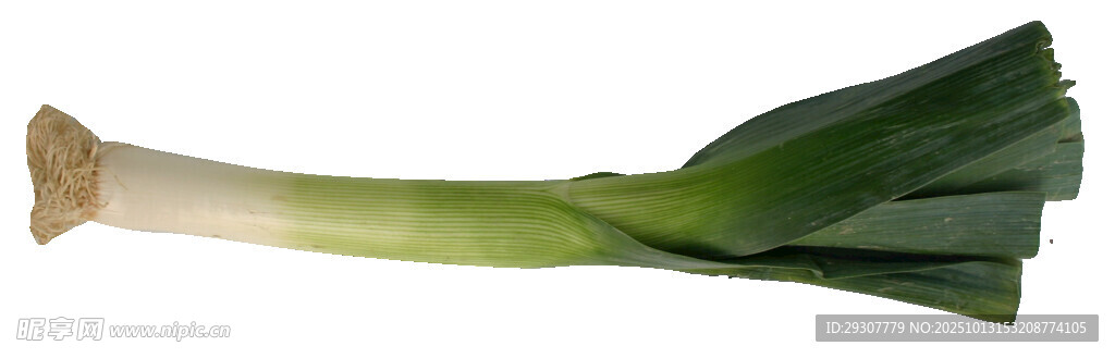 新鲜大葱
