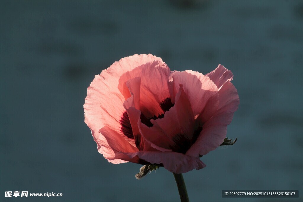 人花
