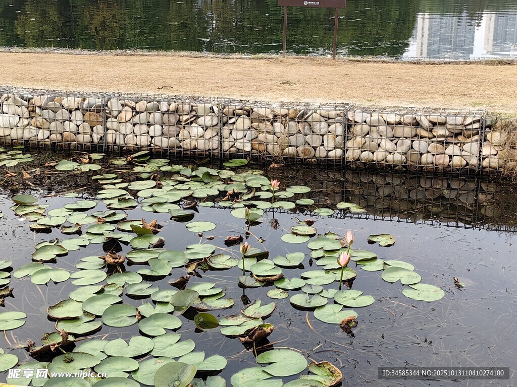池塘中的睡莲与石砌岸边