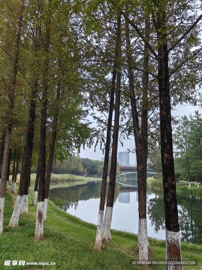 湖畔树林美景