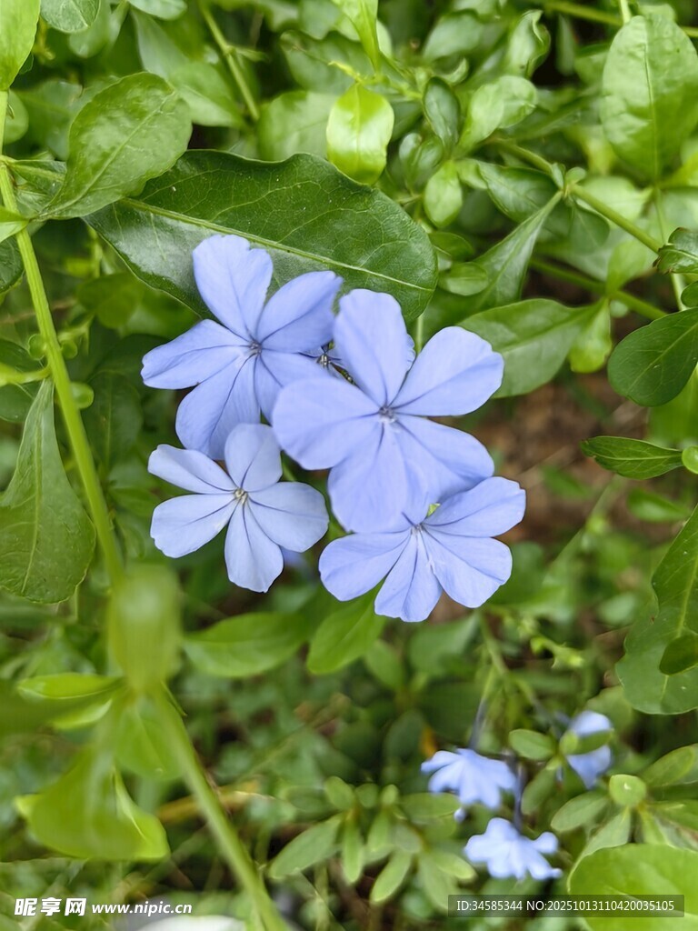蓝雪花绽放于绿叶间