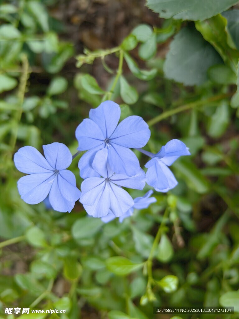 蓝色小花绽放绿叶间