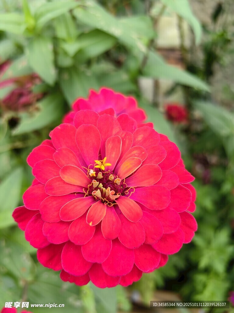 鲜艳红花朵绽放