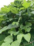 绿叶繁茂的植物
