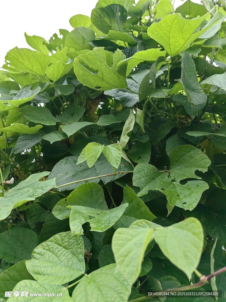 绿叶繁茂的植物