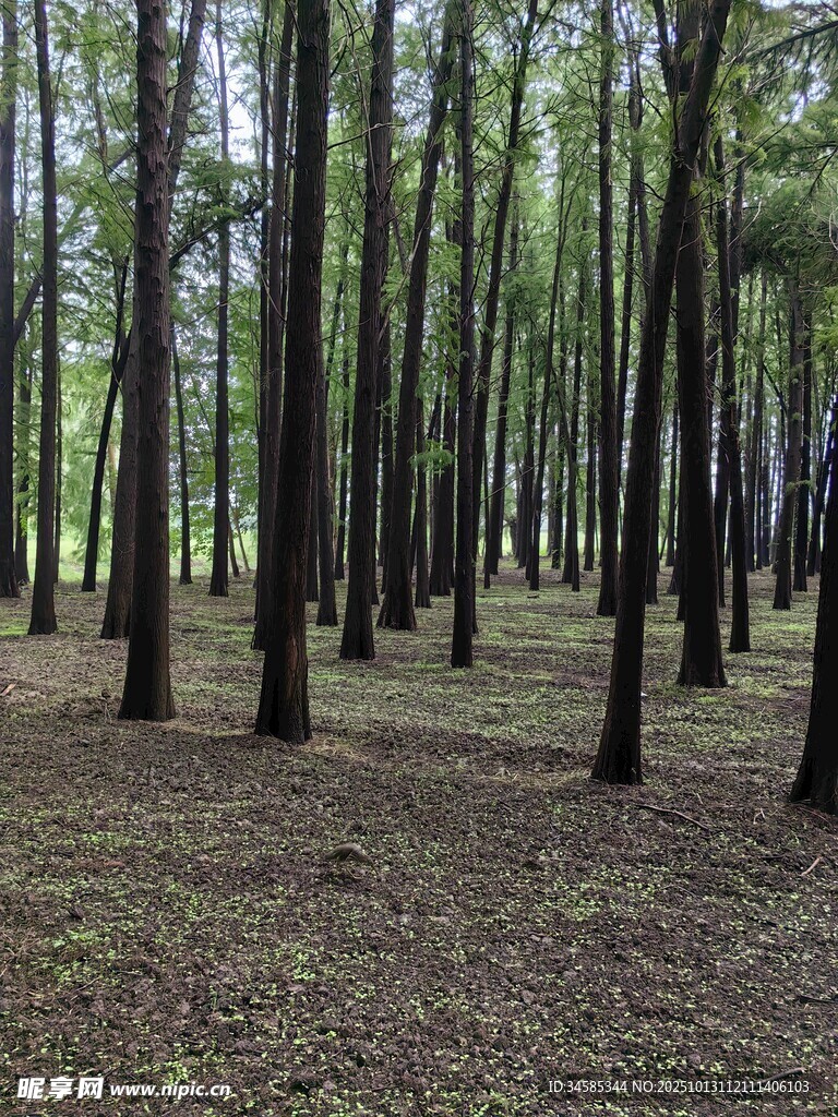 静谧树林自然清幽之景