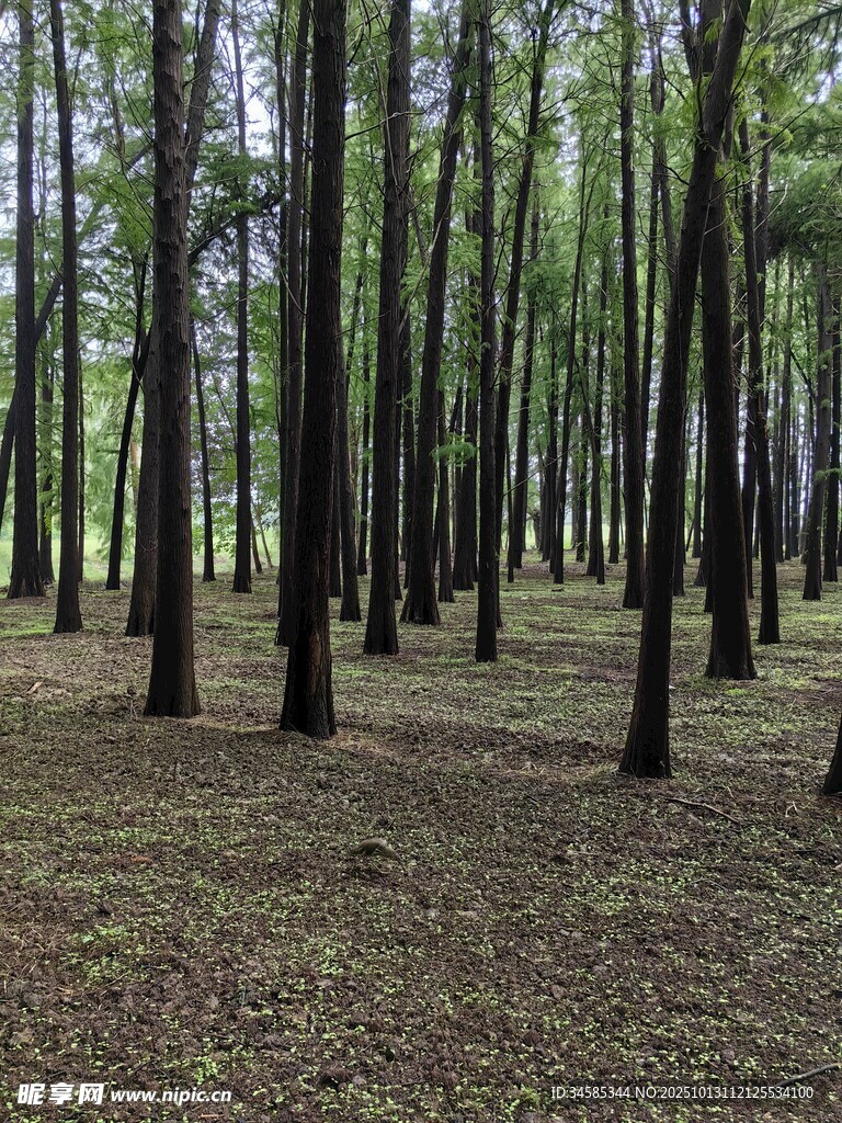 茂密树林中的挺拔树木