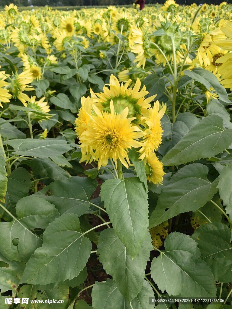 向日葵花海中的灿烂花朵
