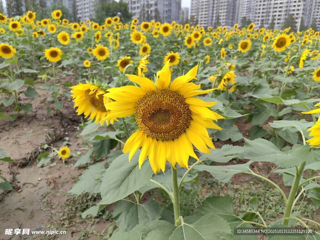 向日葵花海绽放