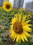 向日葵花海绽放城市边