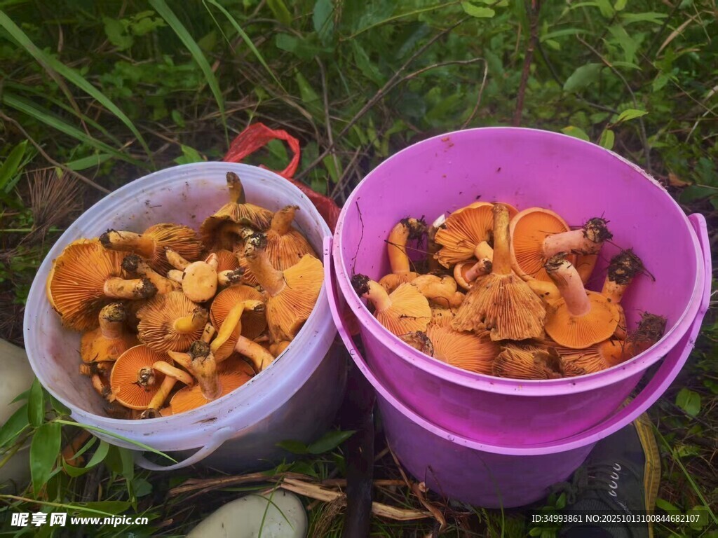 两桶采摘的美味野生蘑菇