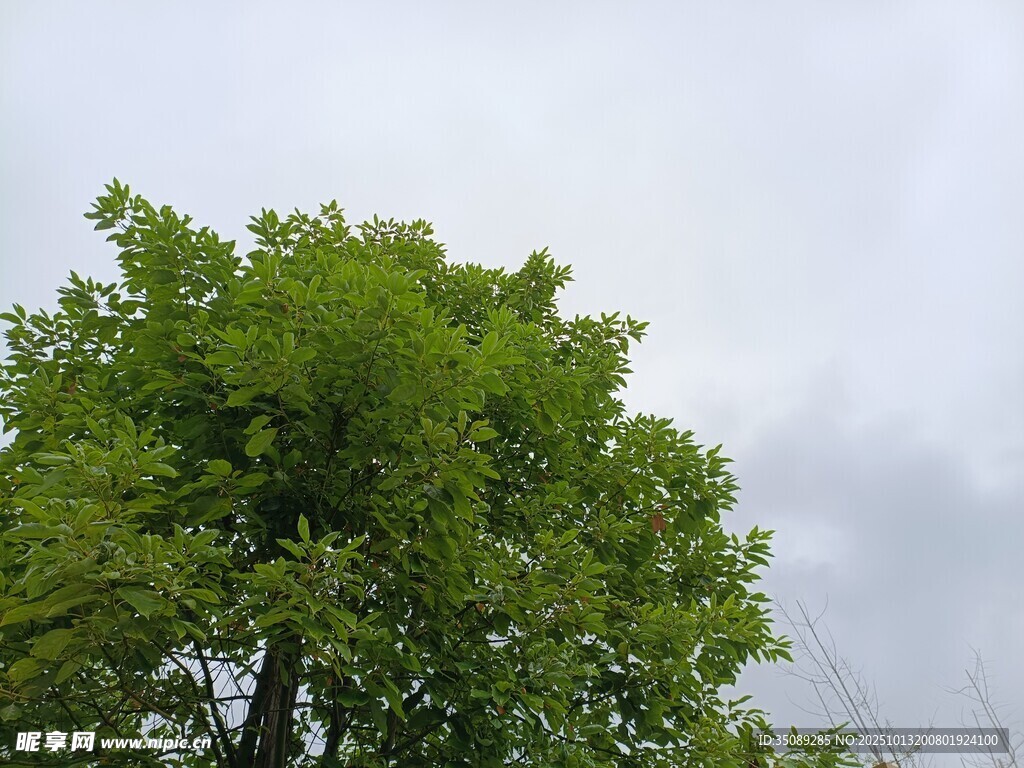 翠绿大树映衬灰白天空