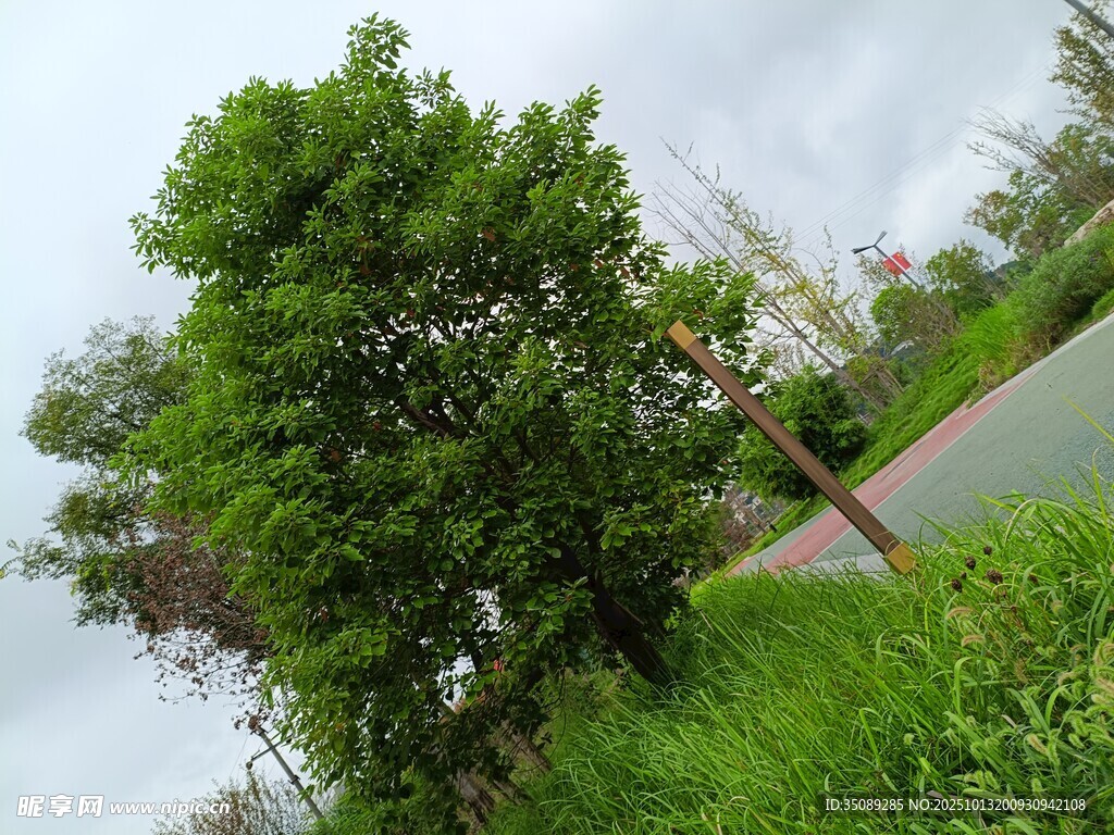 河畔绿树风景