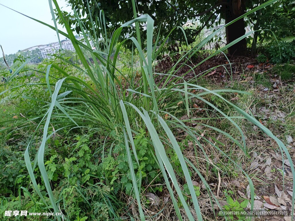 野外丛生的绿色长叶植物