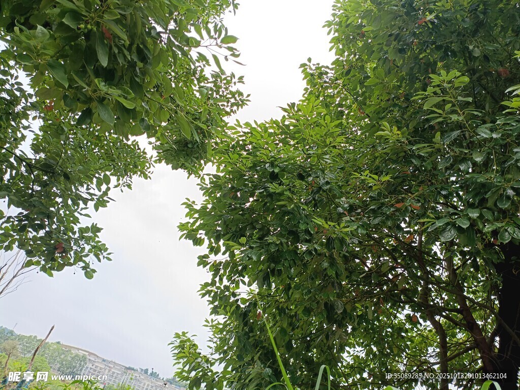 繁茂绿树展现自然生机