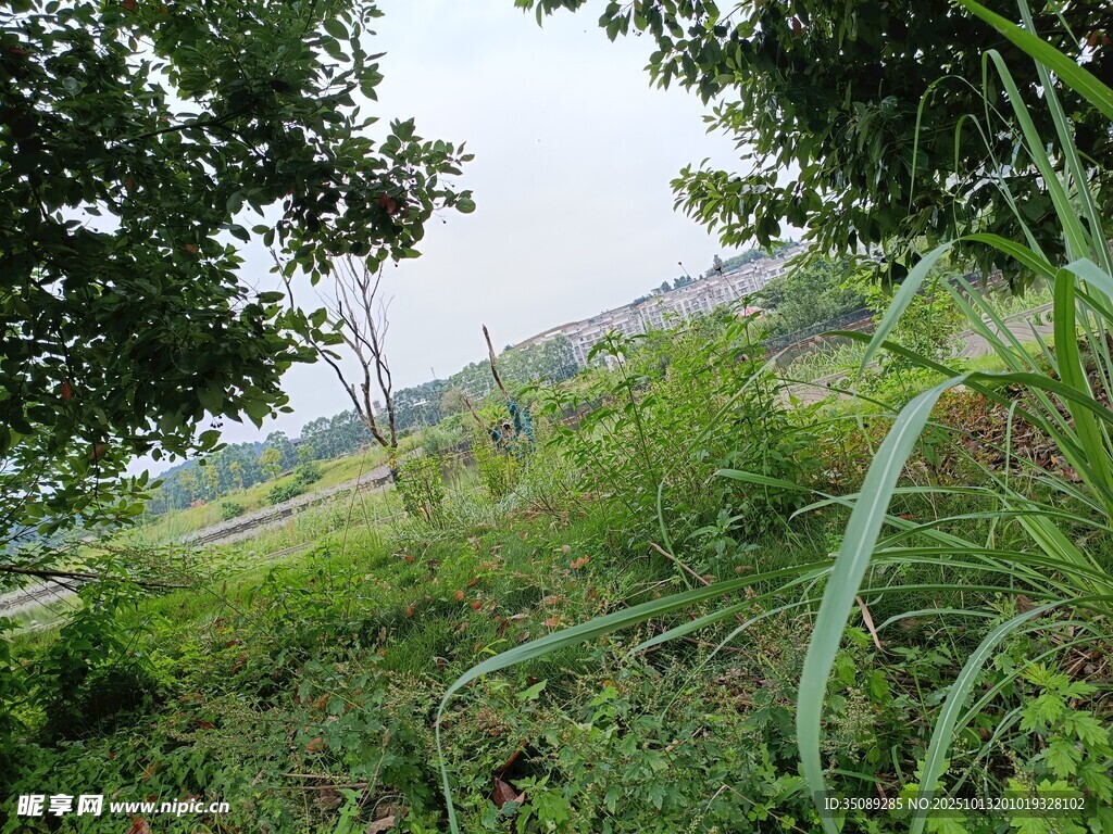 野外葱郁草地与树木景观