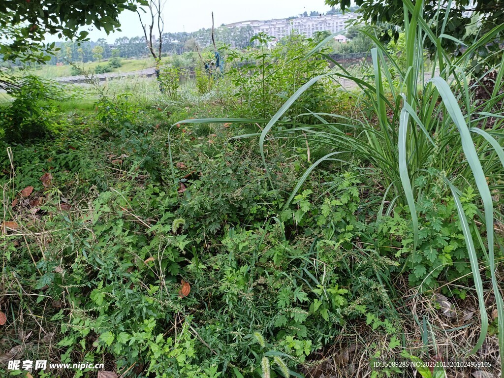 野外繁茂绿植景观