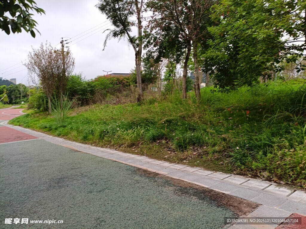 公园蜿蜒小路旁绿植景致