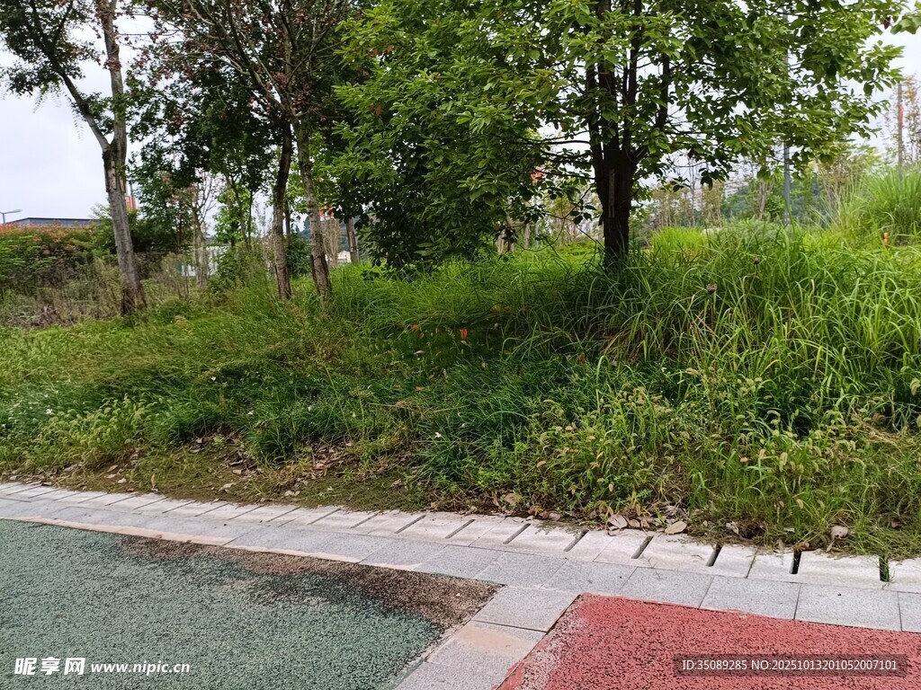 路边绿意盎然的植被景观
