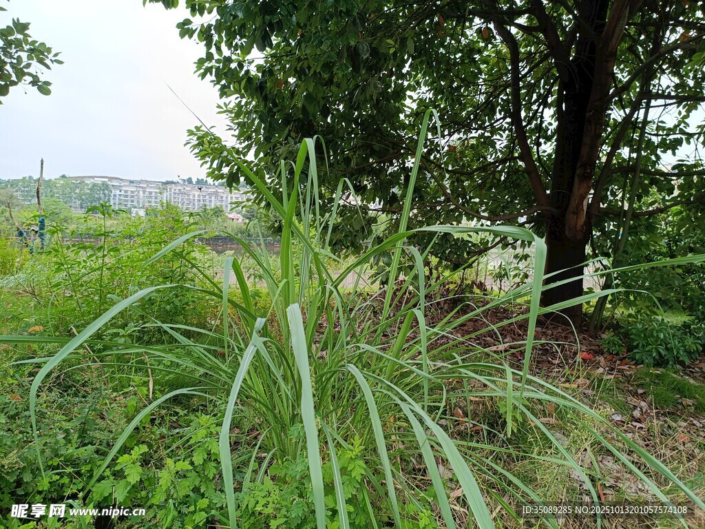 野外繁茂的绿色植物景观