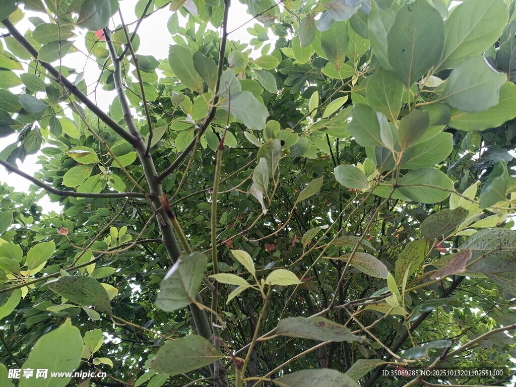 繁茂绿植枝叶生机盎然