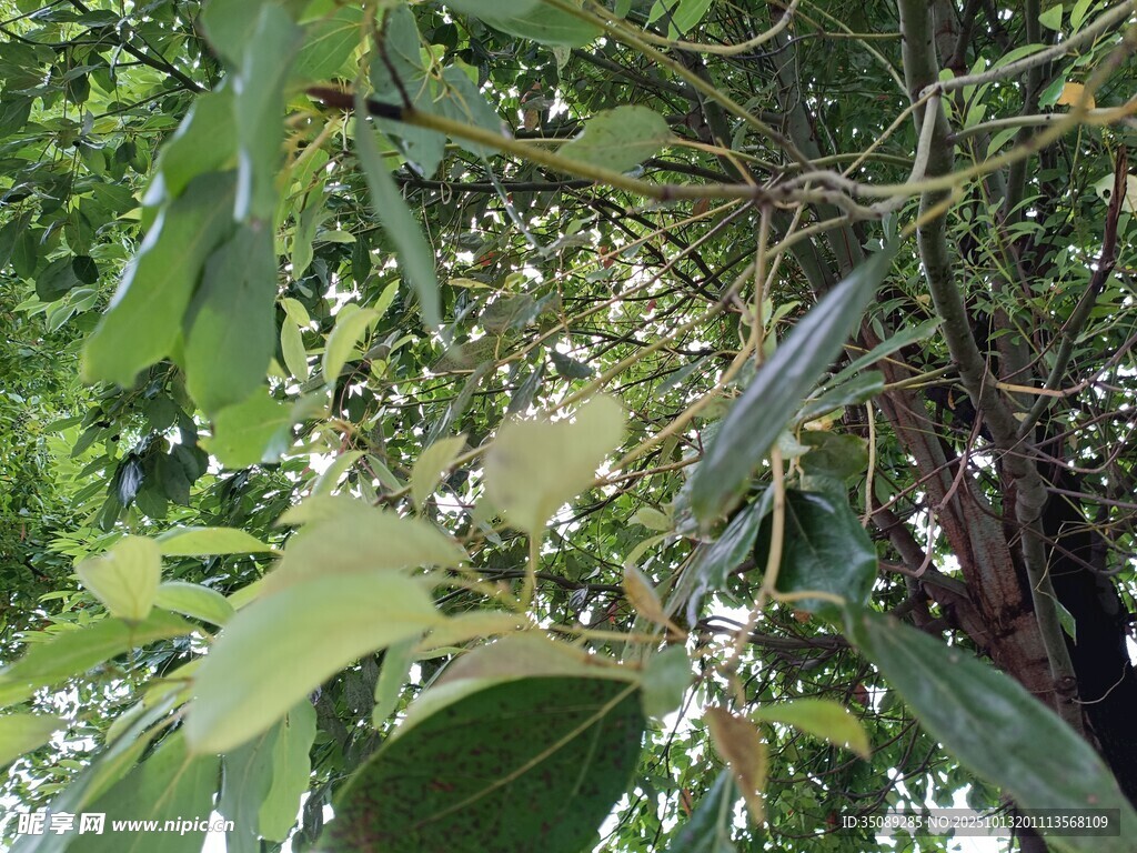 绿叶丛中的细长植物