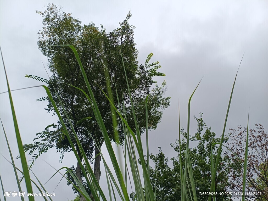 雨中葱郁绿植