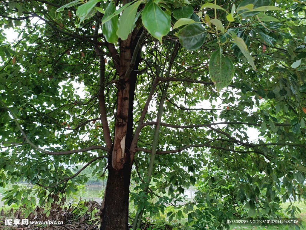 茂密树林中的粗壮树木