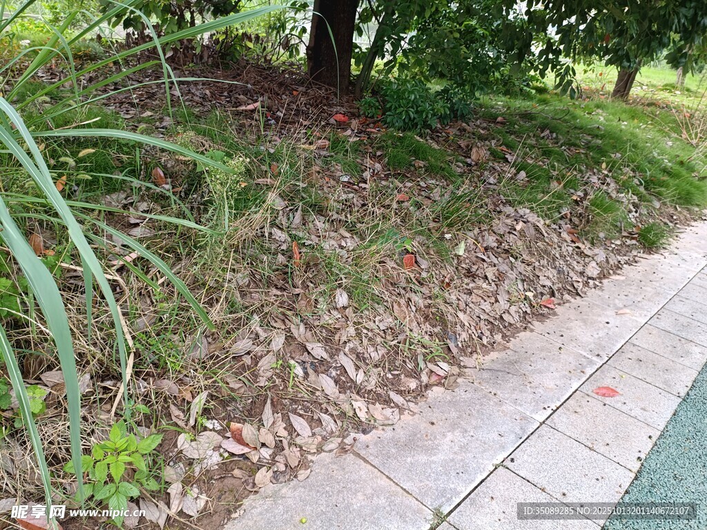 路边绿植景观