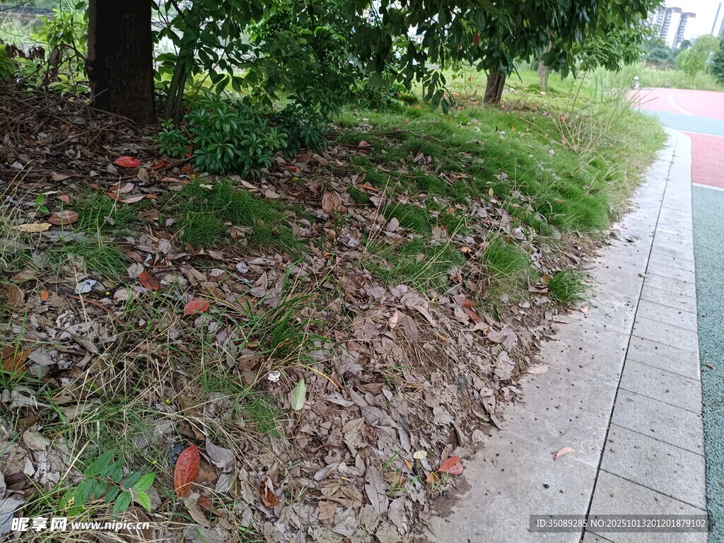 路边落叶与绿植景观