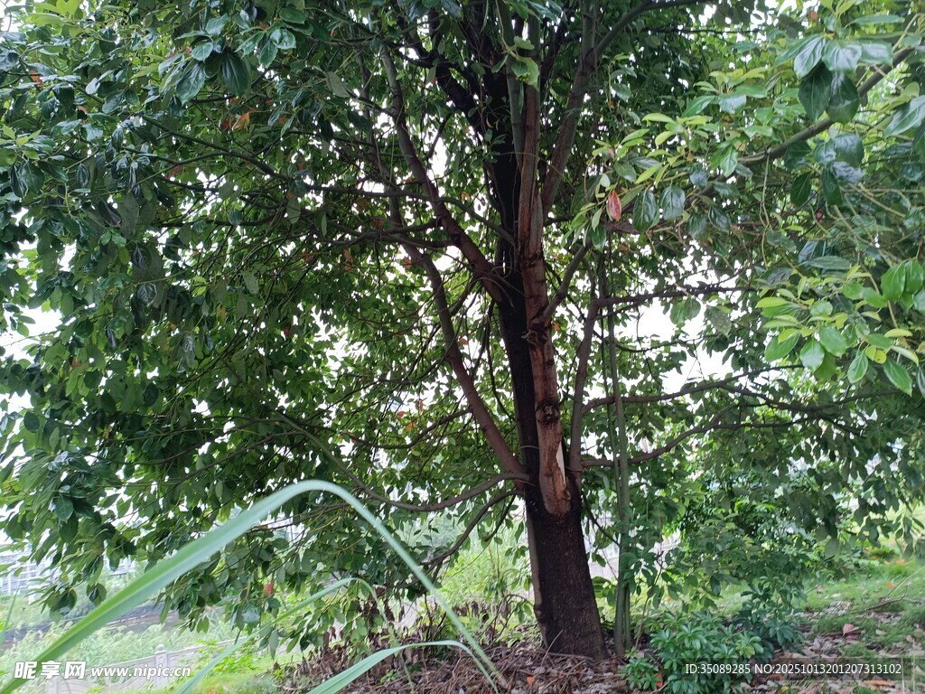 茂盛树木扎根于绿意草地