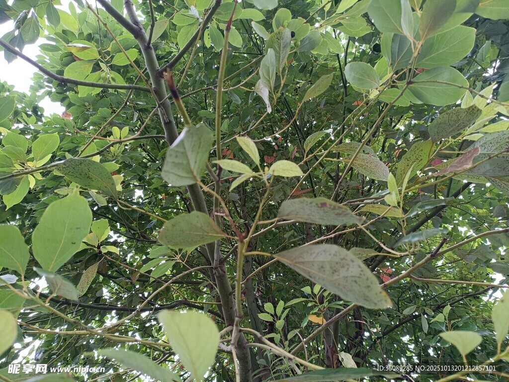 繁茂枝叶间的绿意景致