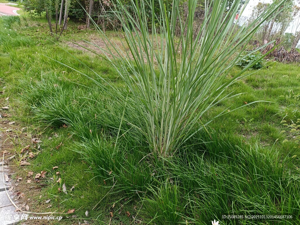 路边翠绿丛生的细长植物