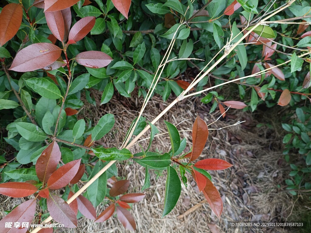 红绿叶植物特写