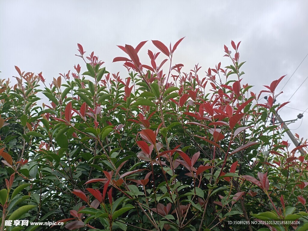 红绿叶植物特写