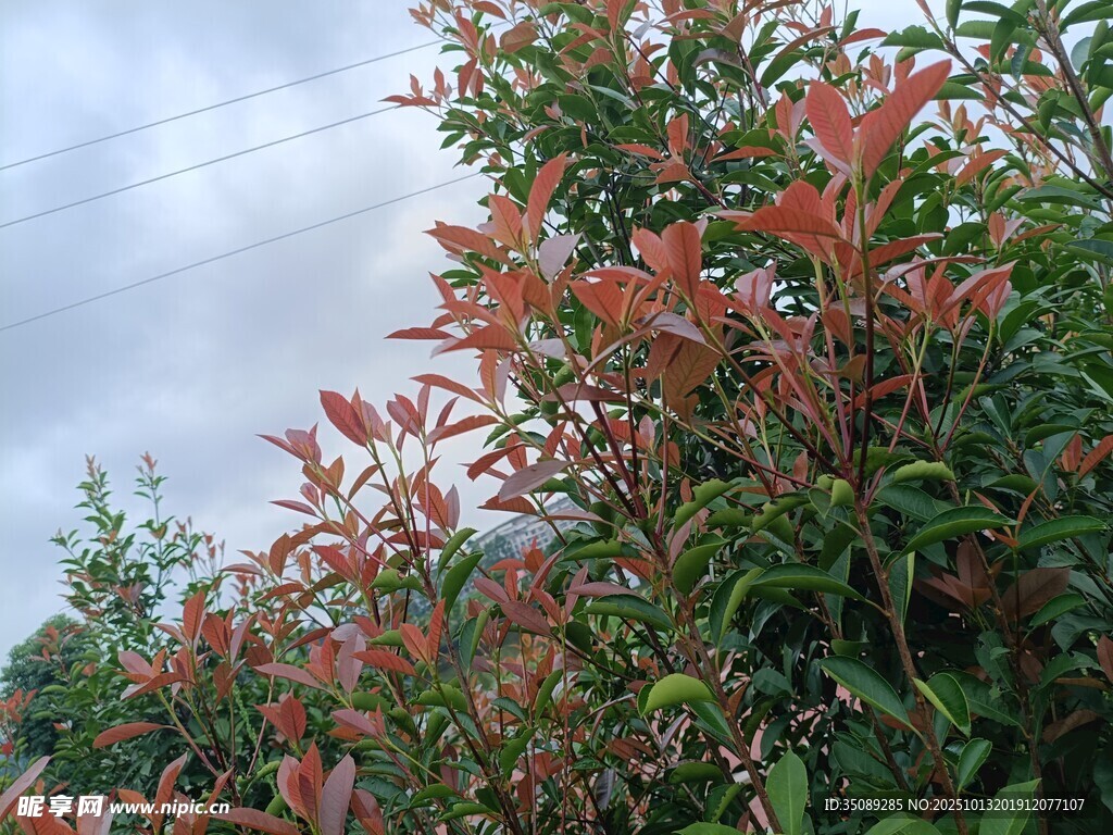 红叶绿植景观