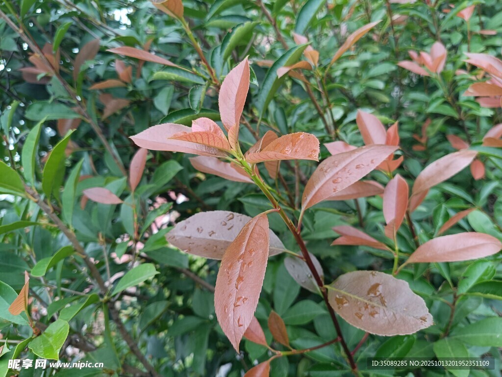 红叶植物特写