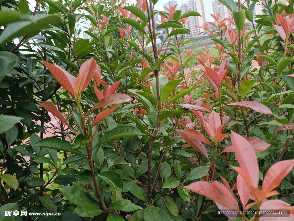 红绿叶植物特写