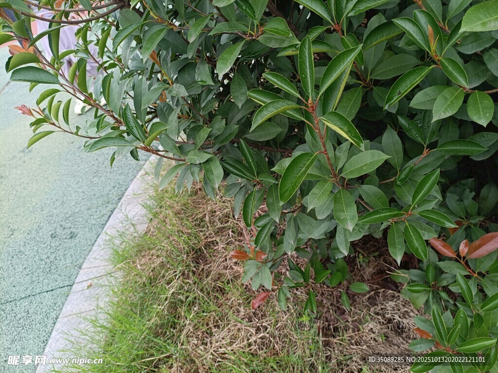 路边绿植特写