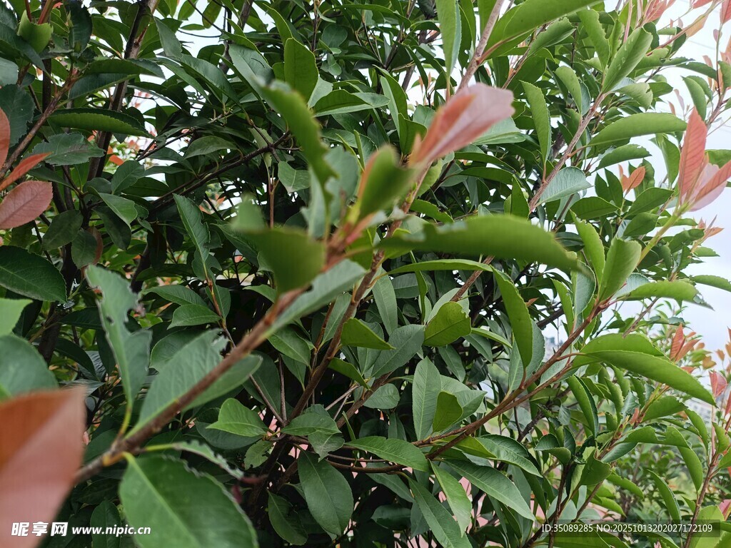 绿叶间的红边植物