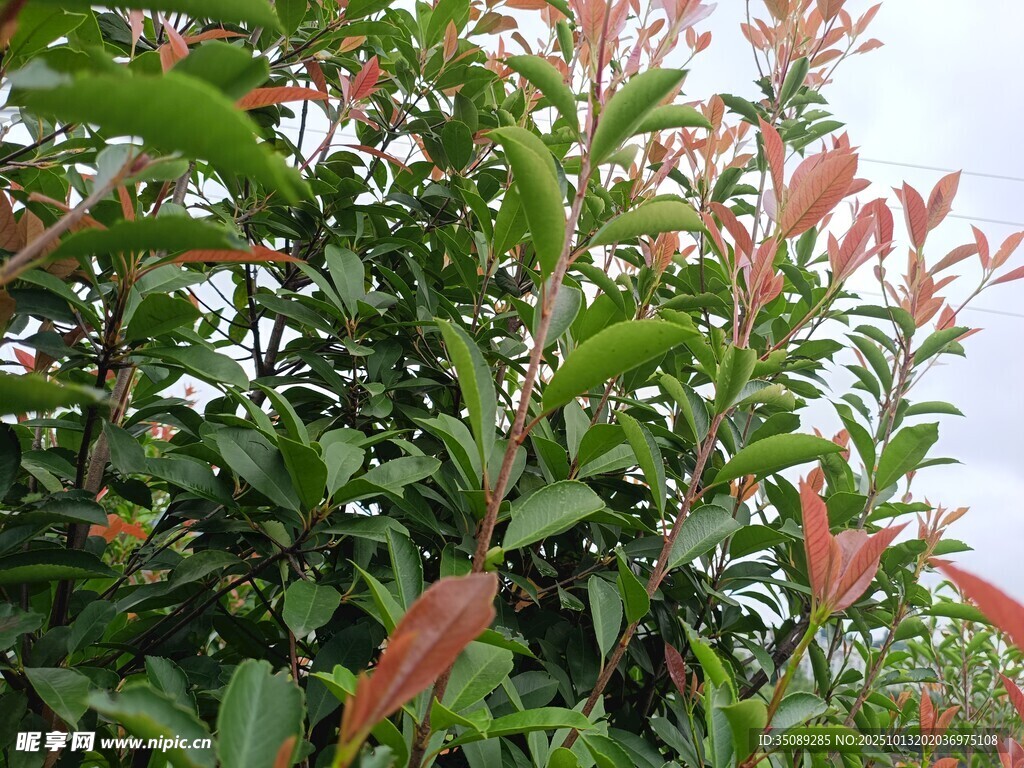 绿叶红花的茂盛植物