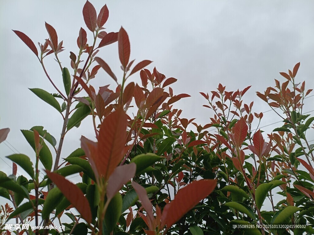 红叶植物特写