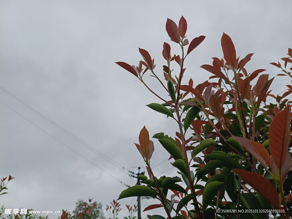 红绿叶植物在阴天景象