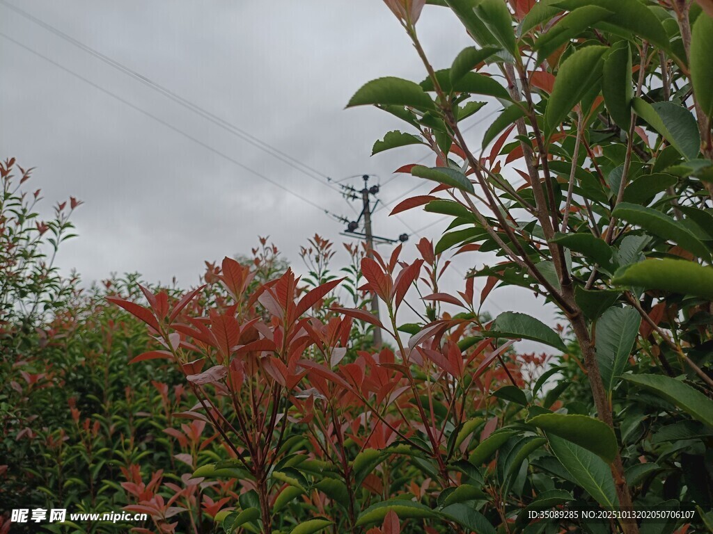 秋日多彩植物景观