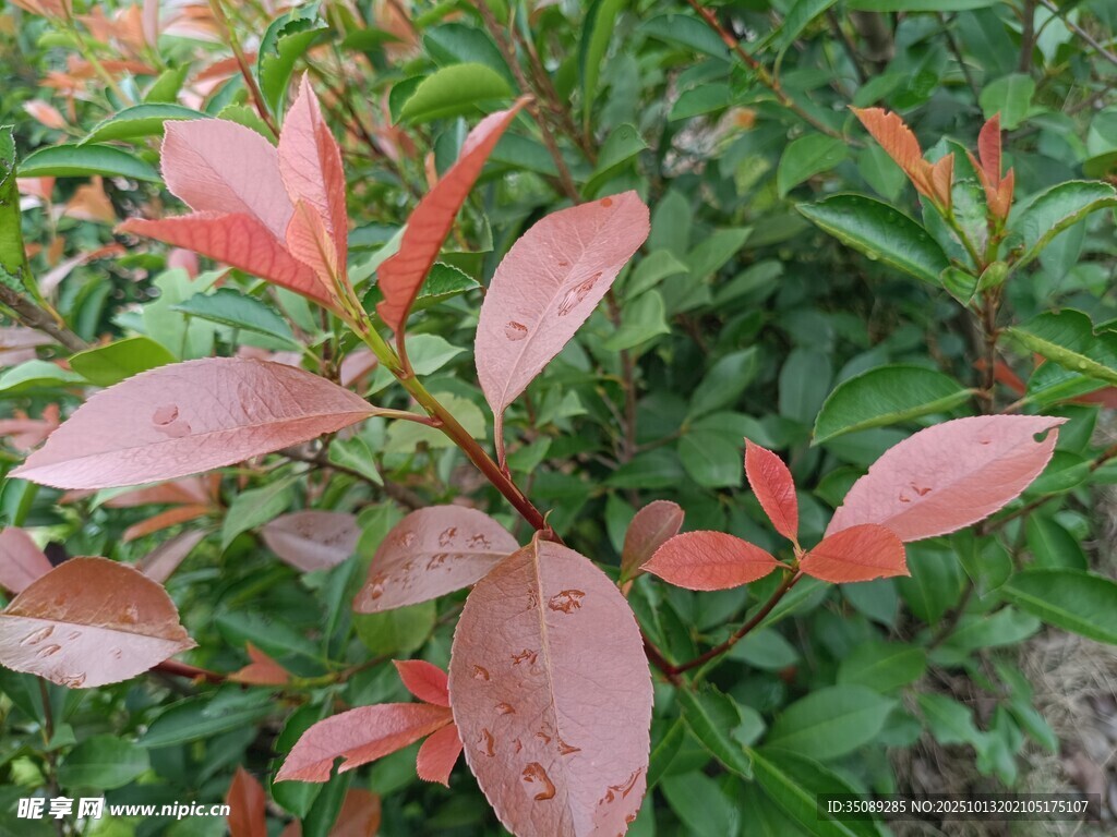 红叶植物特写