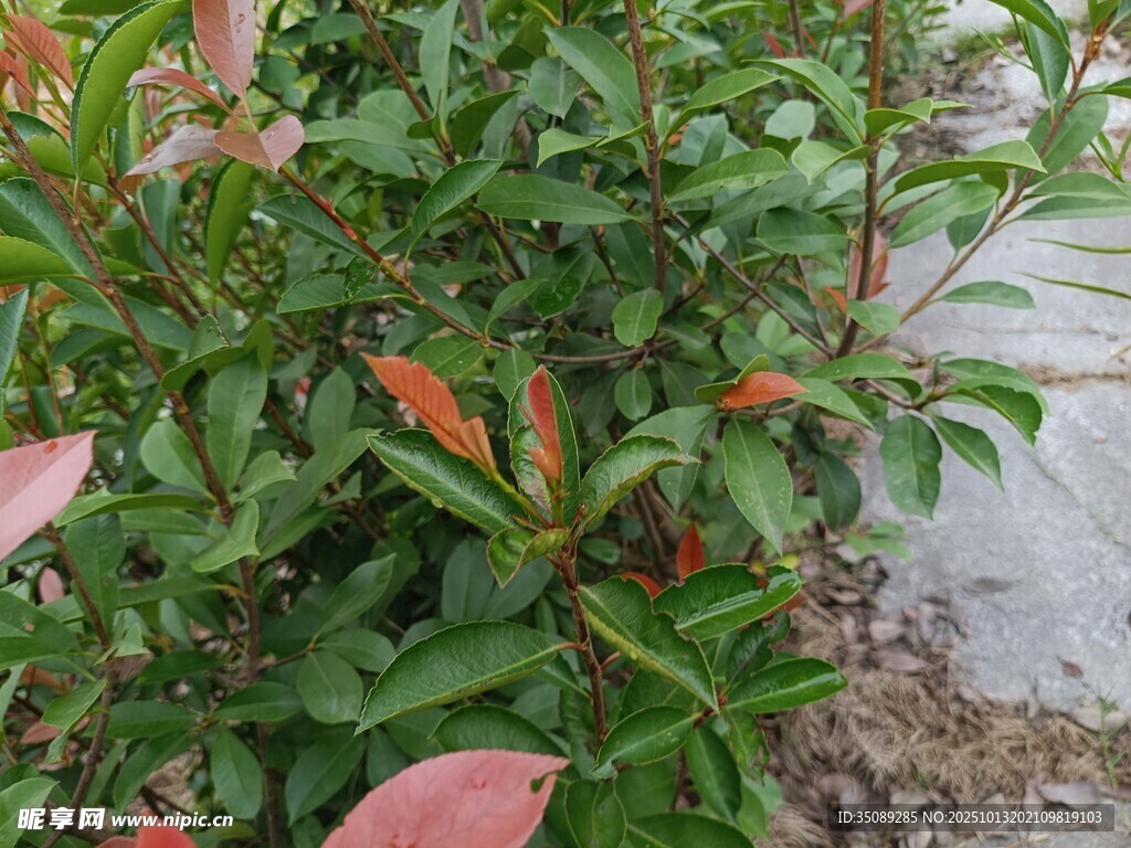 绿叶红边植物特写